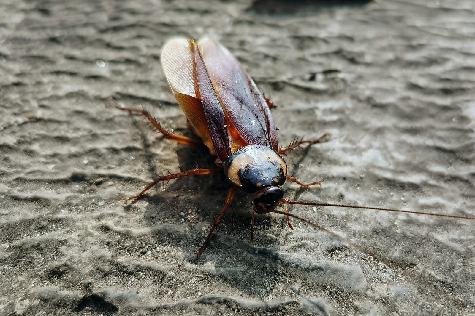 A cockroach on a textured grey surface.