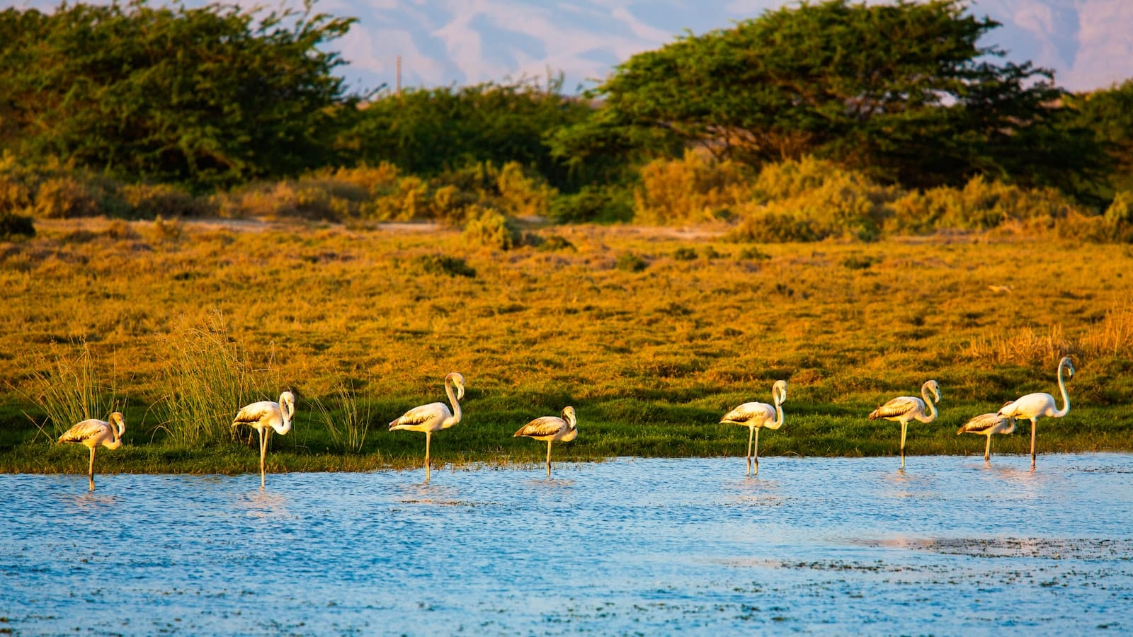 Flamingos wading in a shallow coastal lagoon in daylight.