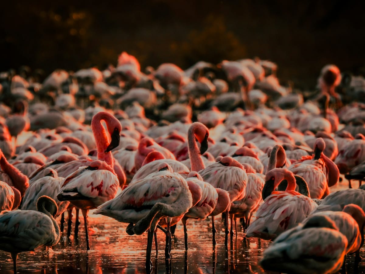 A large flock of pink flamingos wading in the shallow water of a lagoon at sunset.